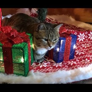 Meet your Posher, Nikki